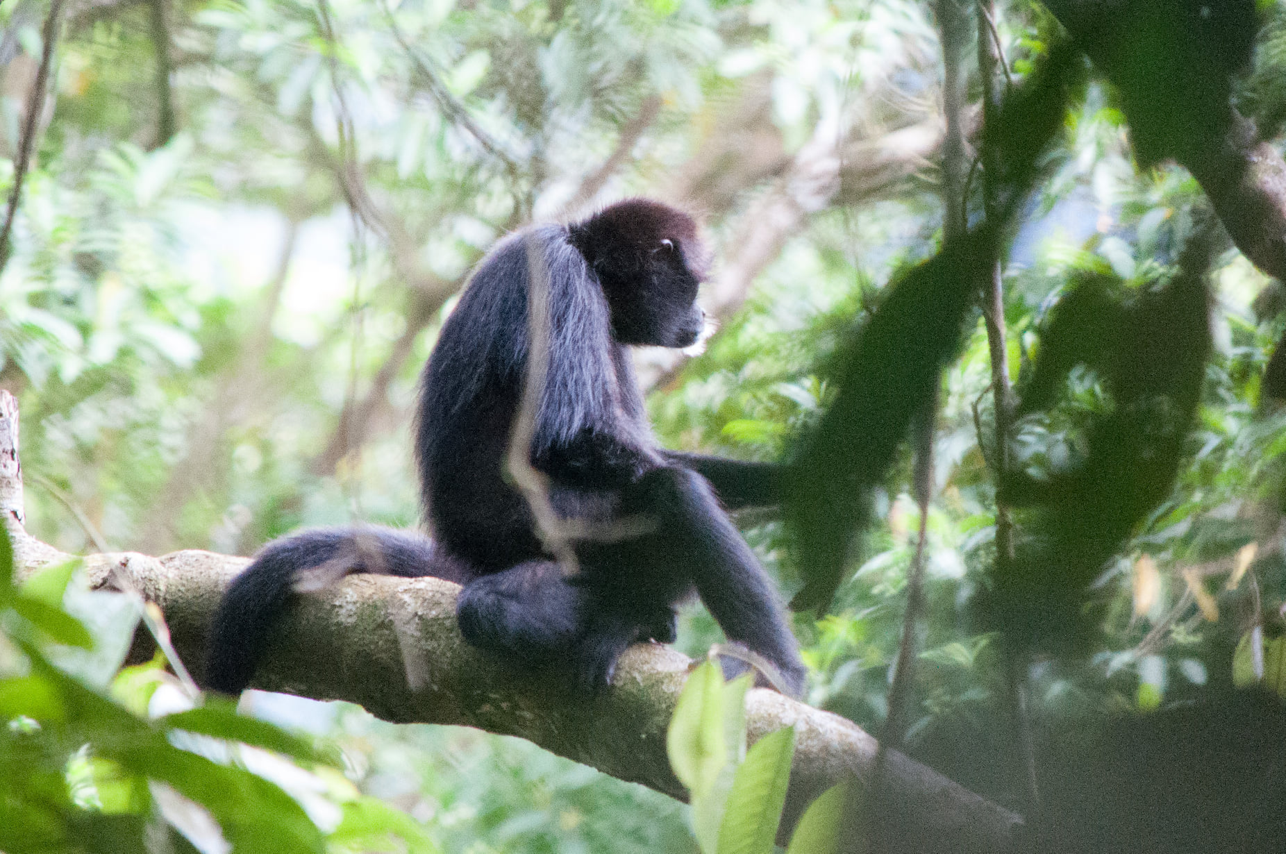 Brown-headed Spider-Monkey at Tesoro Escondido